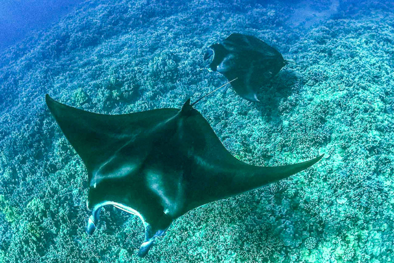 Manta Discovery Adventure Manta Rays Underwater