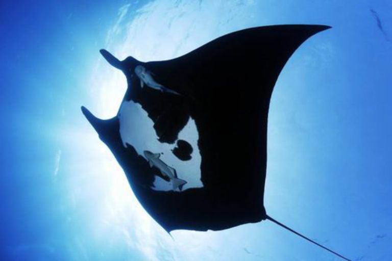 Manta Discovery Adventure Night Manta Experience Hawaii Big Island Animal