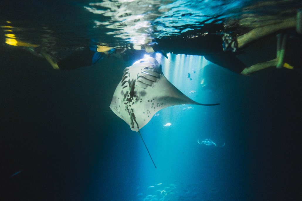 4 Days 3 Nights Manta Ray Adventure