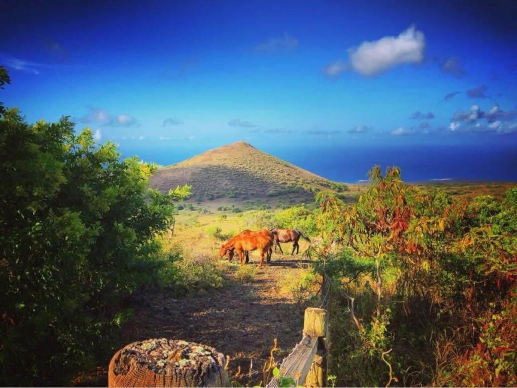 maui picnic ride see hawaiian ranches horse