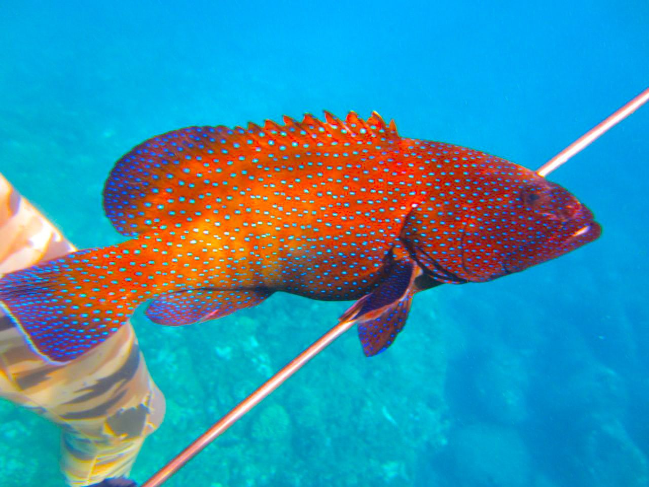 spearfishing pic