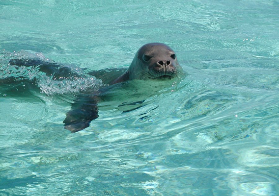 Mauiadventuretours Olowalu Kay Turtle Reef Snorkel Slide Seal