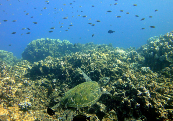 Mauiadventuretours Olowalu Kay Turtle Reef Snorkel Slide Turtle