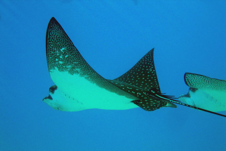 Mauiecotours Large Group Makena Kayak Marine Life Manta Ray