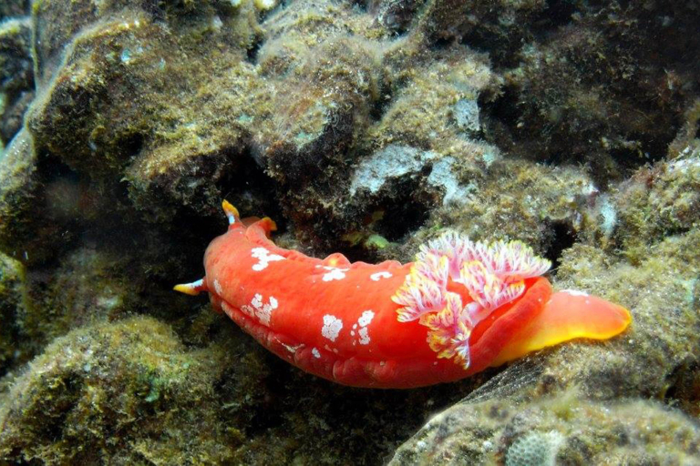 Mauiecotours Large Group Makena Kayak Marine Life Sea Slug