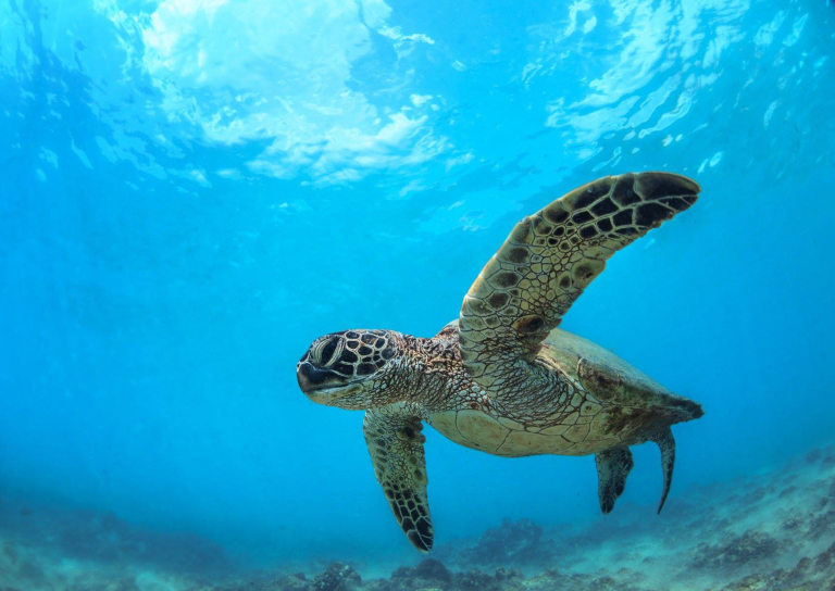 Mauiecotours Large Group Makena Kayak Slide Green Sea Turtle