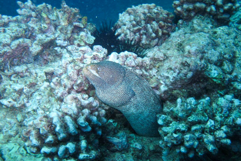 Mauiecotours West Maui Kayak And Snorkel Discovery Marine Animals
