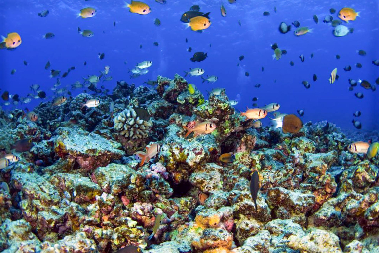 Mauiecotours West Maui Kayak And Snorkel Discovery Marine Animals Fish And Coral