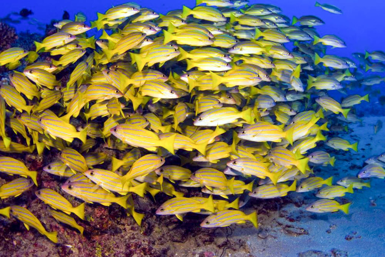 Mauiecotours West Maui Kayak And Snorkel Discovery Marine Animals Golden Fish