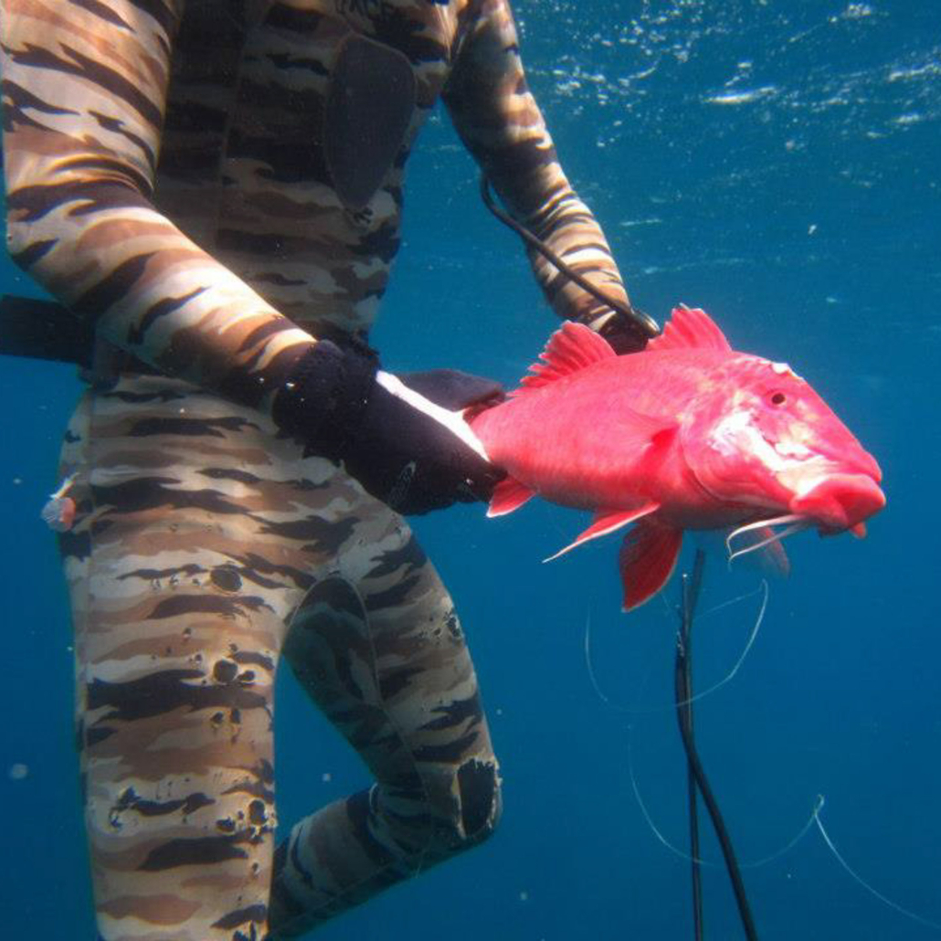 Maui Spearfishing 101  Maui Tours And Activities