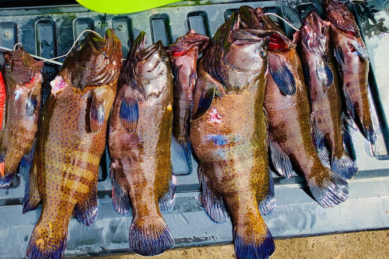 Mauispearfishing Maui Spearfishing Peacock Groupers