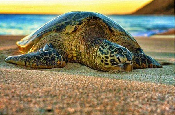 north shore turtle surfing