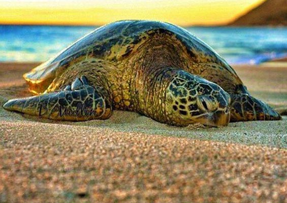 Northshoresurfgirls North Shore Turtle Tour And Surfing Lesson Slider