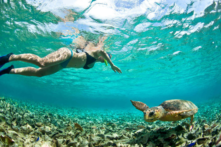 Oahu Island Photo Tour Snorkle Oahu Family Turtle
