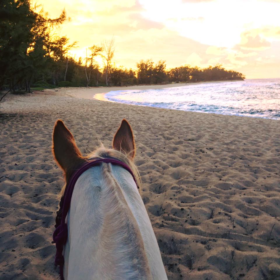 oahu north shore horseback ride horse ears sunset in the bay