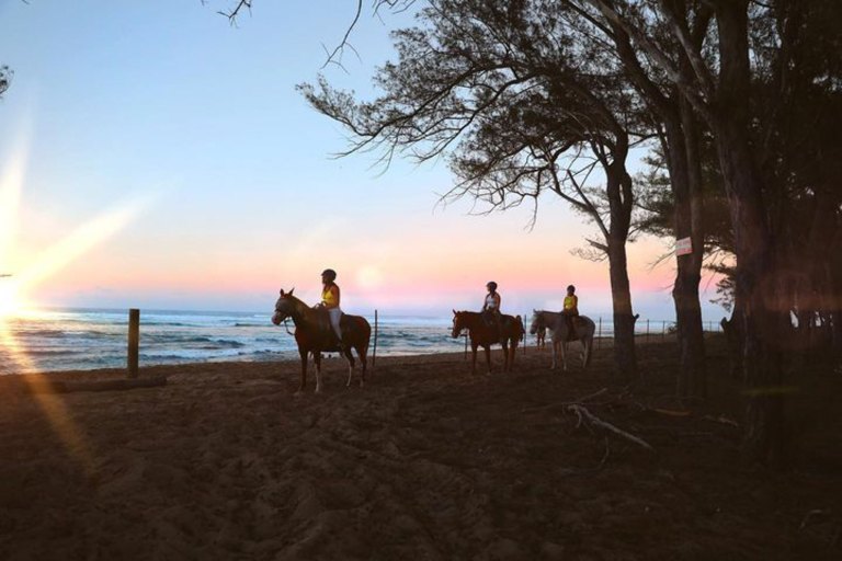 Oahuhorsebackrides North Shore Sunset Horseback Rides Feature North Shore Group