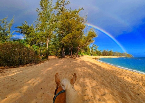 Oahuhorsebackrides North Shore Sunset Horseback Rides Slider Horse Sunset