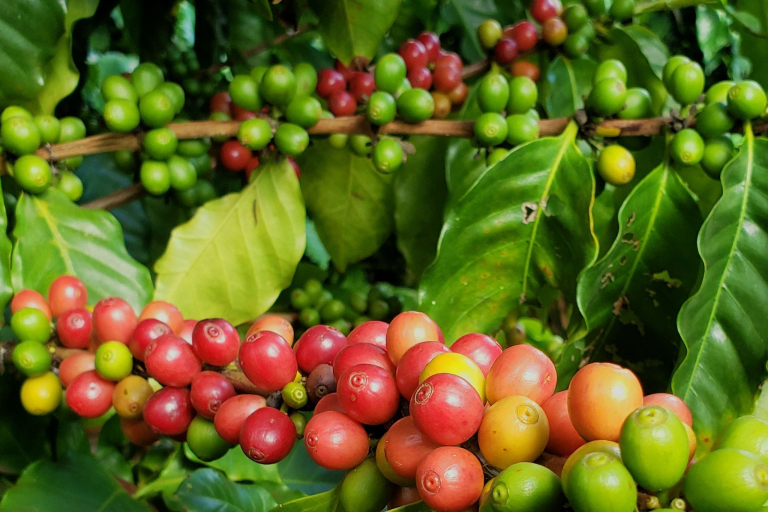 Oahuphotographytours Oahu North Shore Photo Experience Coffee Farm