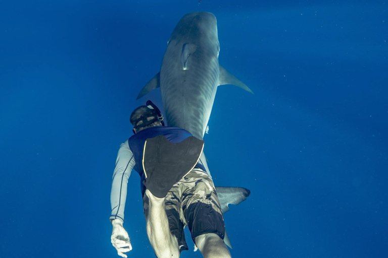 Oceanoutfittershawaii North Shore Marine Life Tour Guest Shark