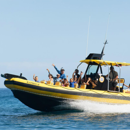 Oceanoutfittershawaii North Shore Marine Life Tour Private Board Speeding Product