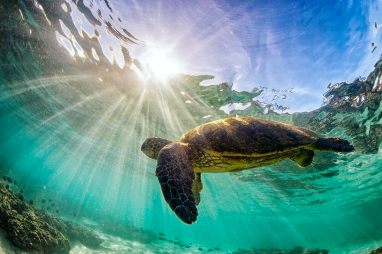 Oceanoutfittershawaii North Shore Marine Life Tour Turtle