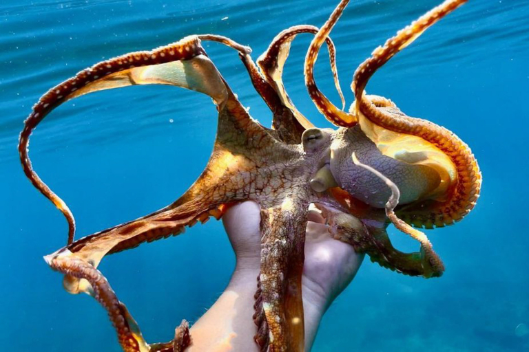 Oceanoutfittershawaii North Shore Private Raft Tour Marine Life Octopus
