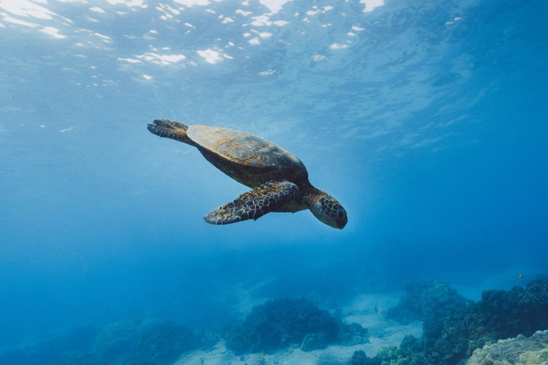 Oceanoutfittershawaii North Shore Private Raft Tour Marine Life Turtle