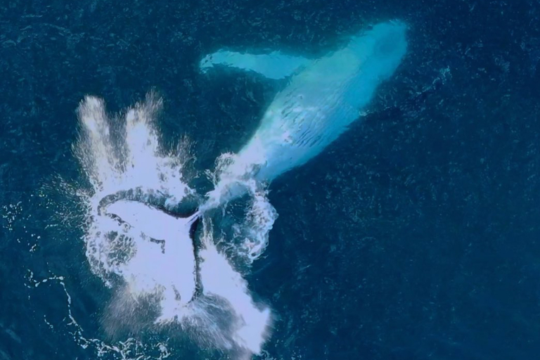 Oceanoutfittershawaii North Shore Private Raft Tour Marine Life Whale