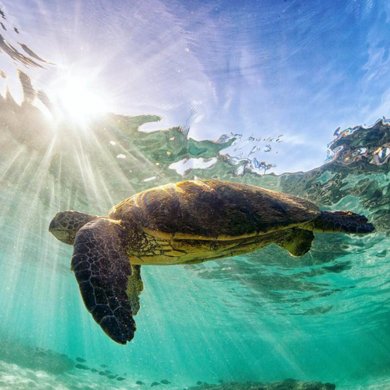Oceanoutfittershawaii North Shore Private Raft Tour Turtle