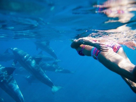 snorkeling oahu family dolphins