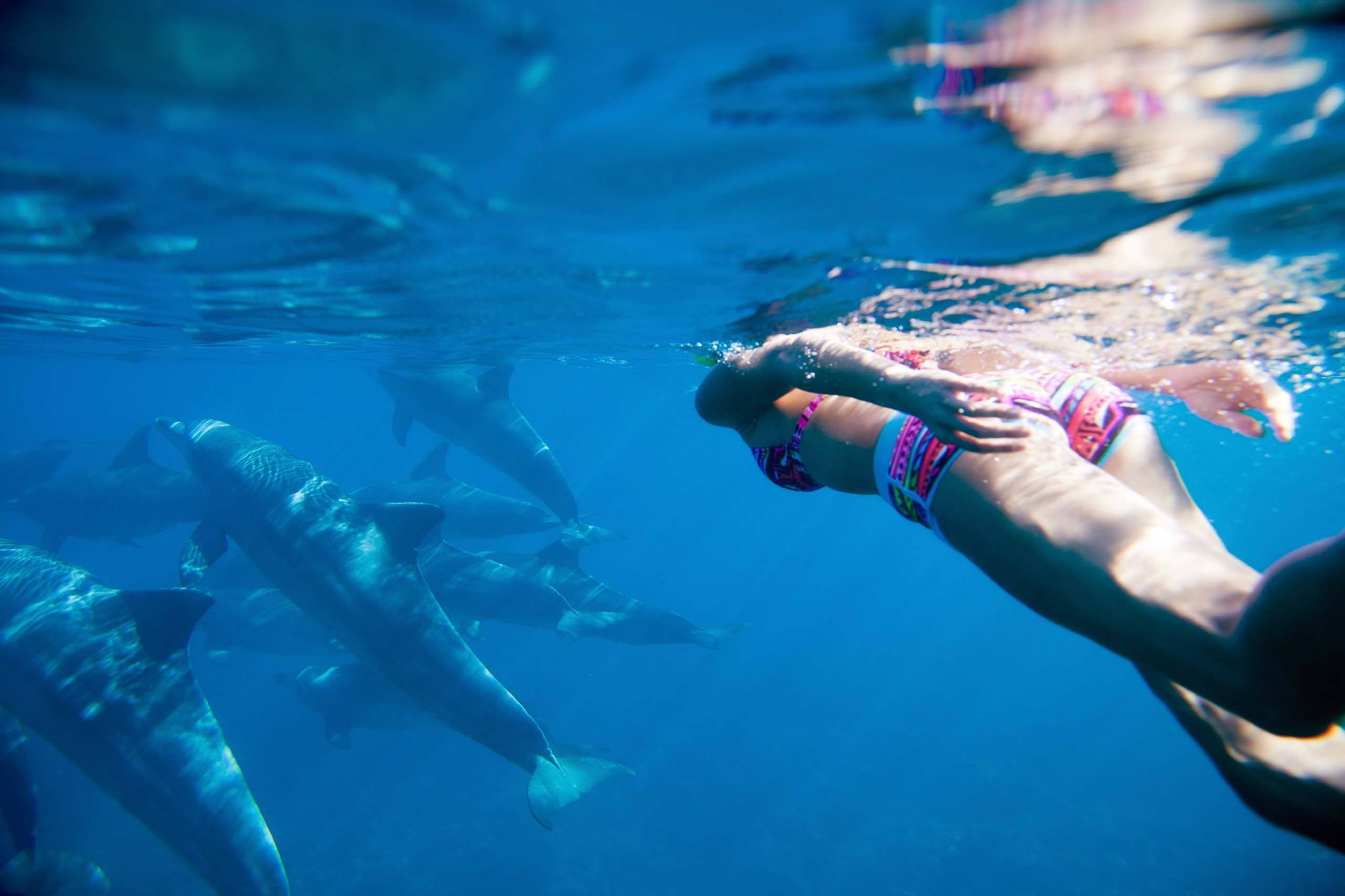 snorkeling oahu family dolphins