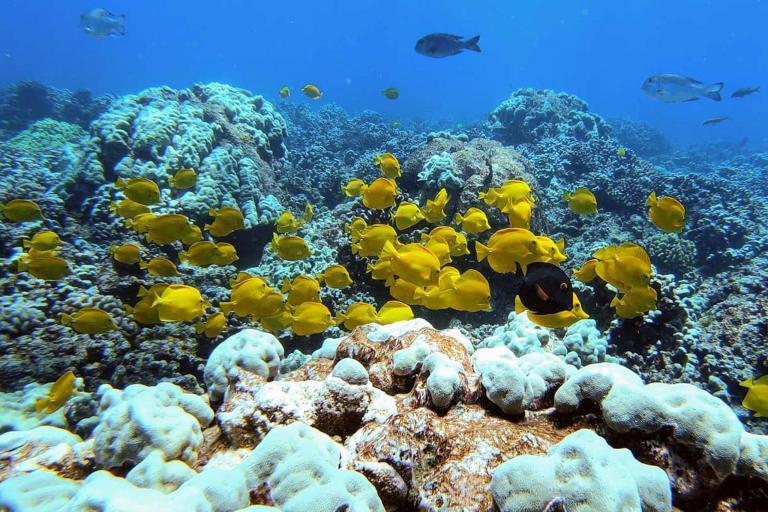 Theadventureboat Waikiki Private Small Boat Snorkel Amazing Widelife Golden Fish