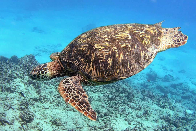 Theadventureboat Waikiki Private Small Boat Snorkel Amazing Widelife Turtle