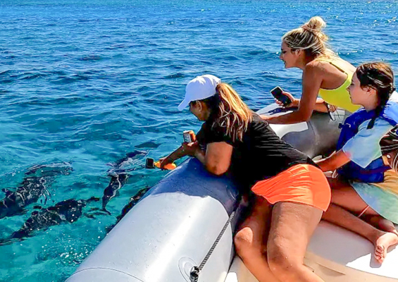 Theadventureboatwaikiki Private Small Boat Snorkel Tour Slide Watching Dolphin