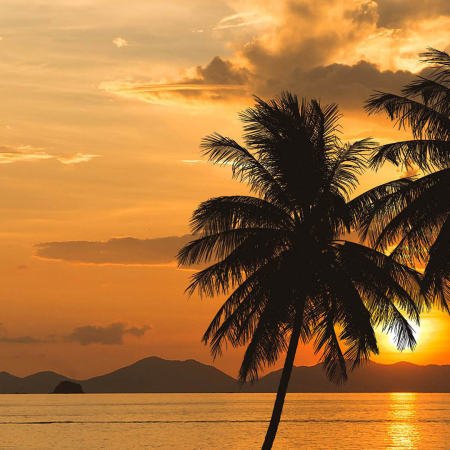 Tropical Palm Tree And Sea Sunset Summer Background Product