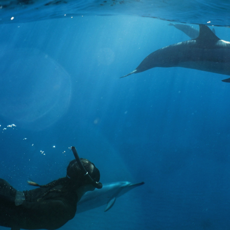 West Oahu Playground Snorkel Tour Snorkeling With Wild Spinner Dolphins In Hawaii