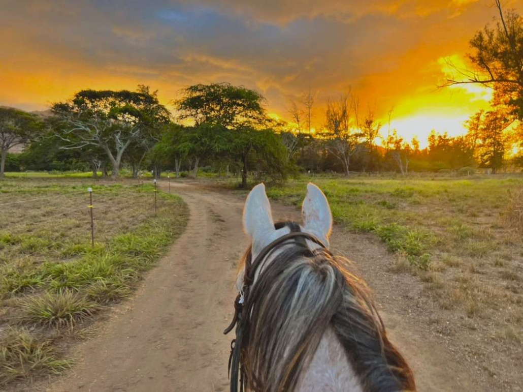 oahu horseback rides hawaii polo riding lesson ride horse in sunset