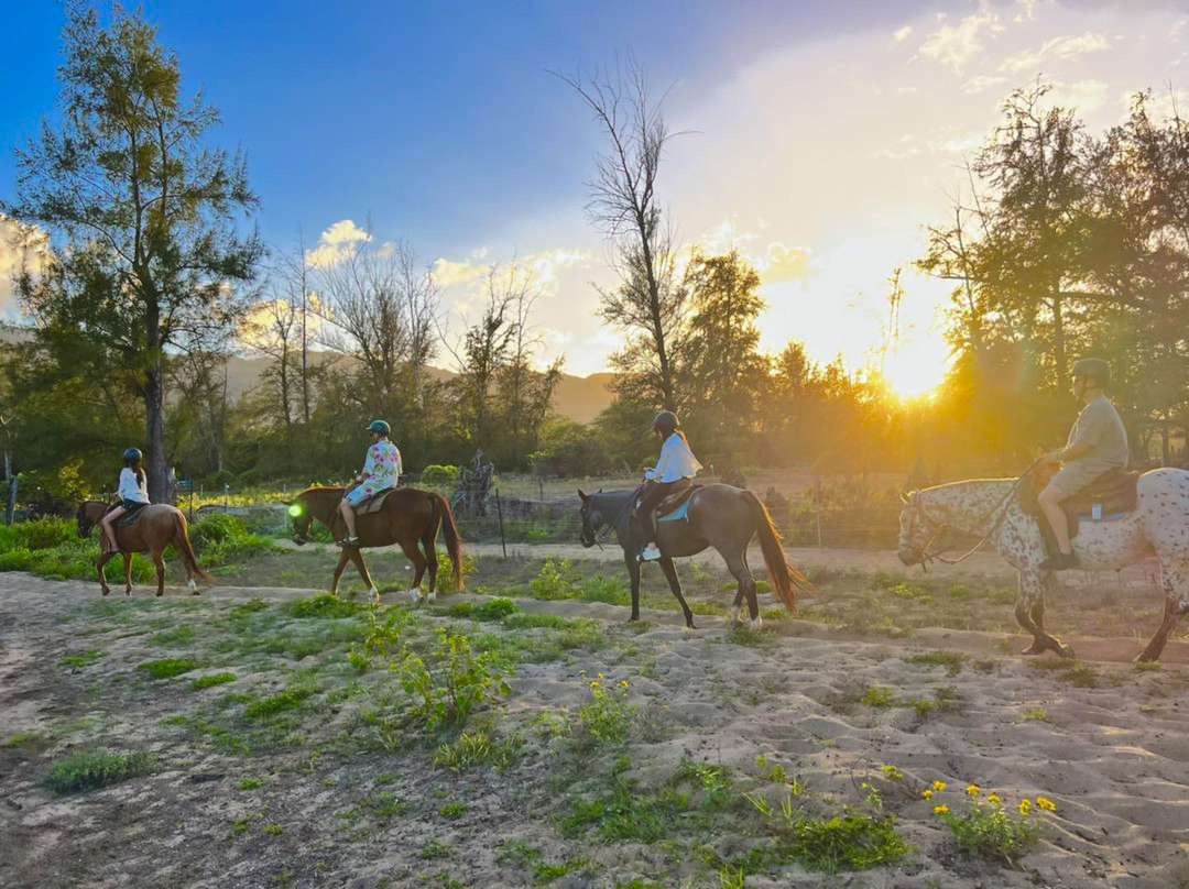oahu horseback rides hawaii polo riding lesson ride horse in sunset 