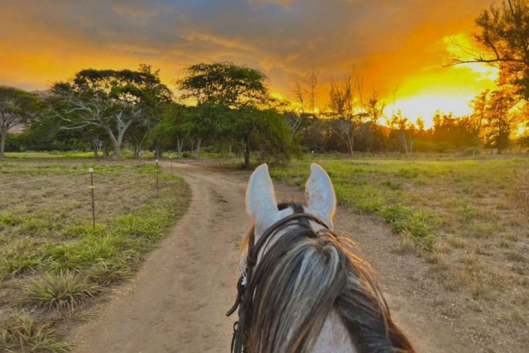 Oahuhorsebackrides Hawaii Polo Riding Lesson Feature Oahu North Shore Sunset Horse