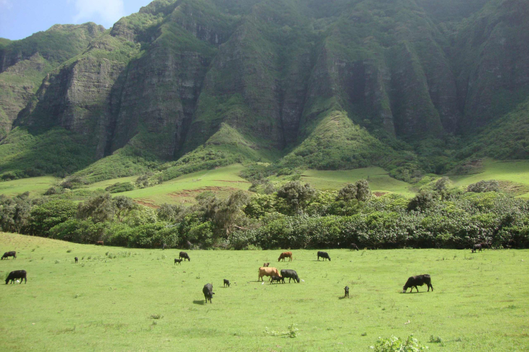Kualoa Ranch Calf In Kaaawa Featue