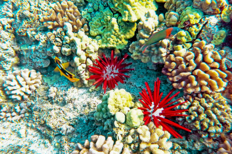 An Array Of Fish And Other Unique Species Of Marine Life Maui Magic Snorkel 