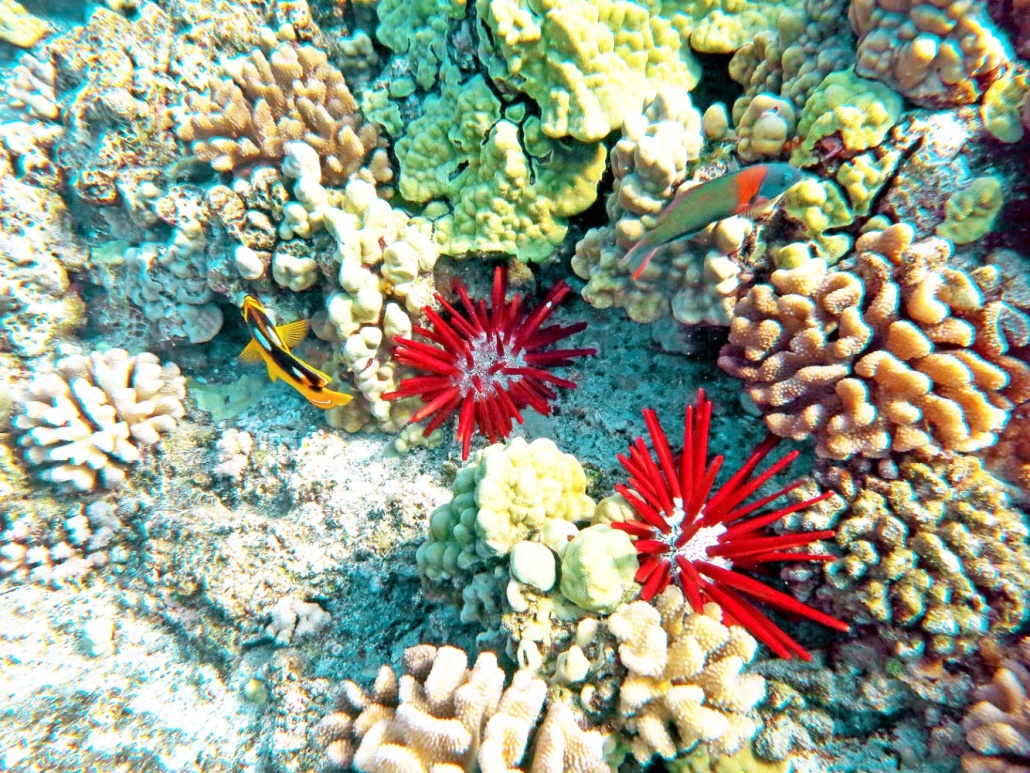 an array of fish and other unique species of marine life maui magic snorkel