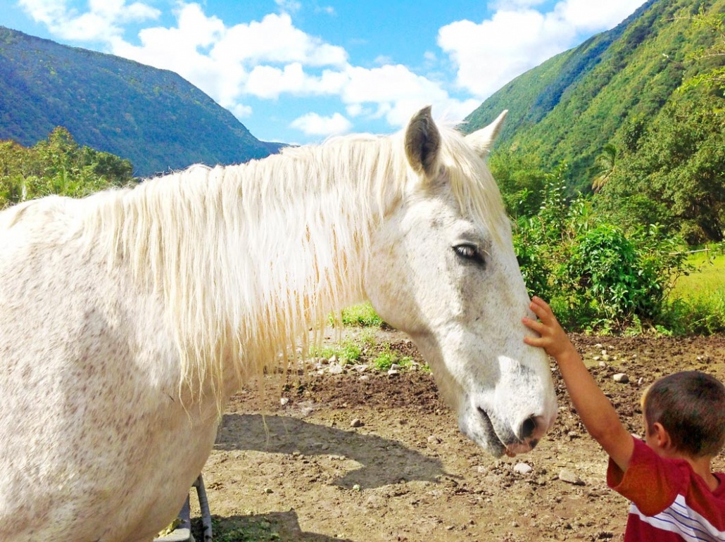 beautiful white horse waipio on horseback big island