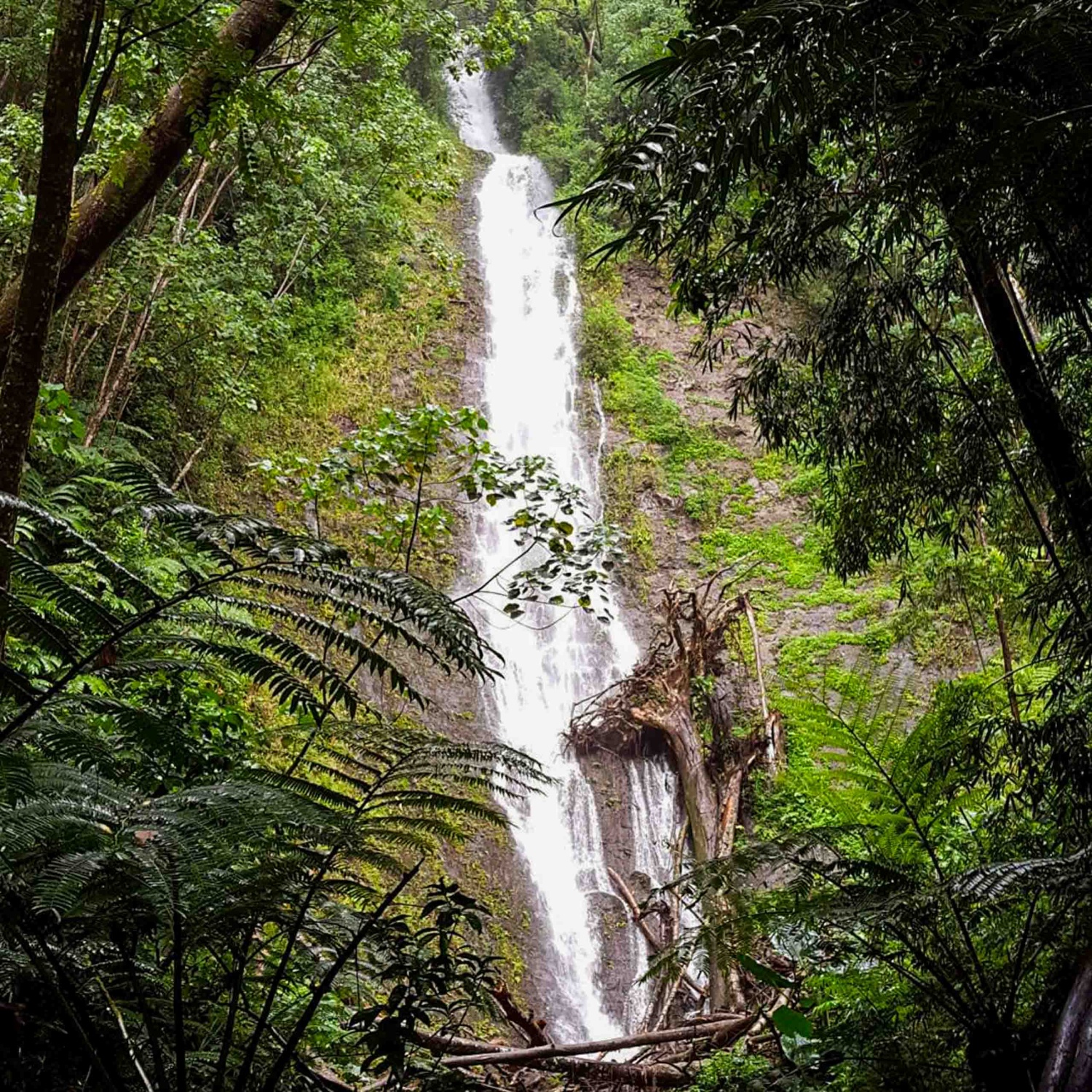 Hawaiian Waterfall Hike Tour | Best Oahu Hiking Tours