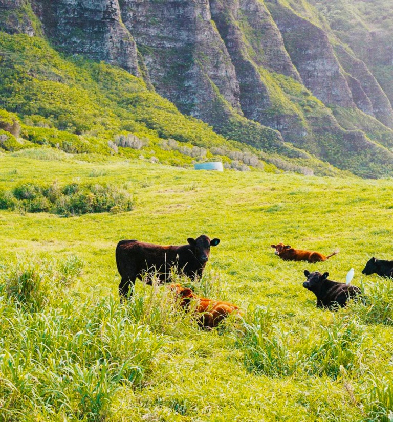 chilling time kualoa ranch