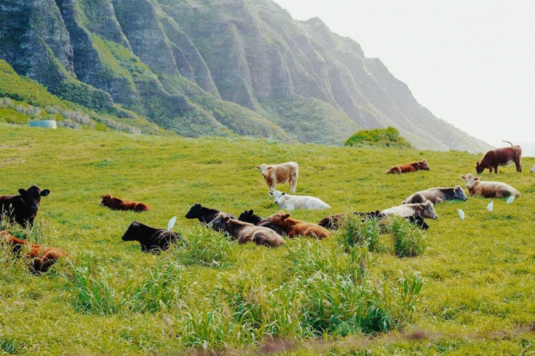 deluxe jurassic adventure tour kualoa ranch