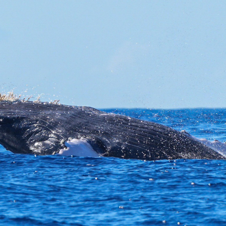 Dolphindiscoveries Humpback Whale Product