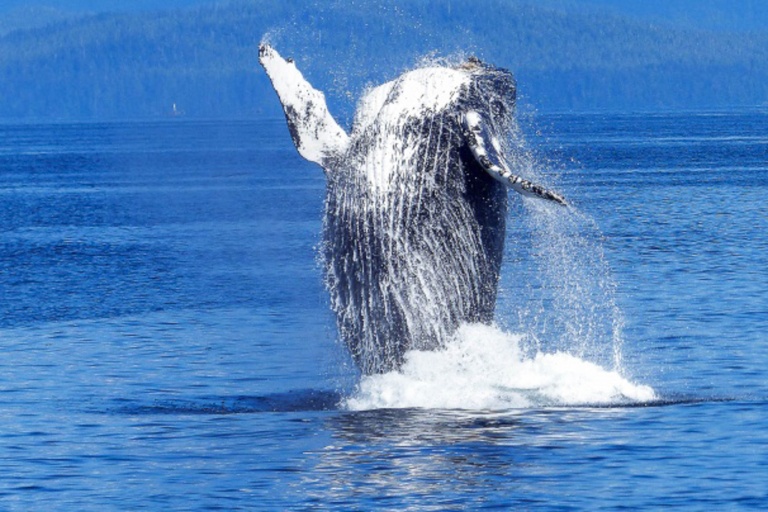 Dophindiscoveries Kona Whale Watching Adventure Feature Adventure
