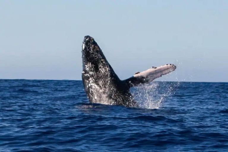 Dophindiscoveries Kona Whale Watching Adventure Feature Adventure Huge Whale