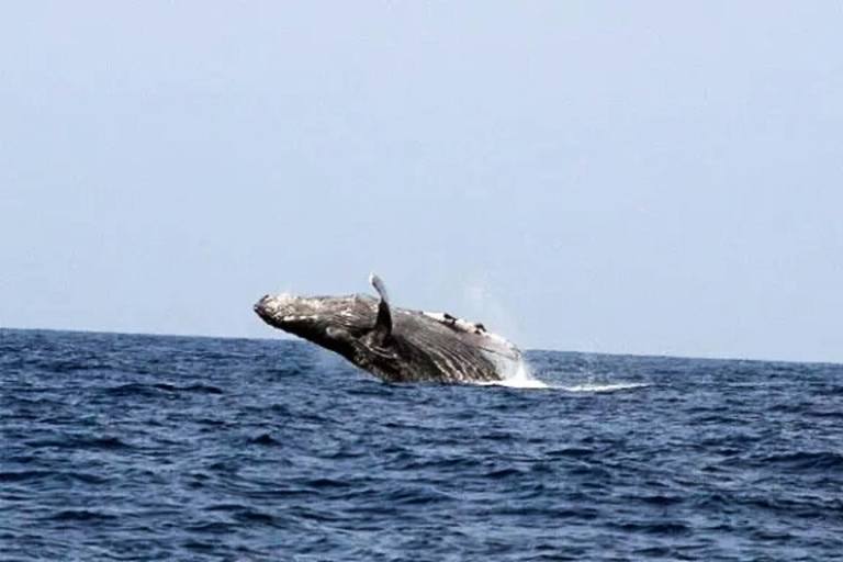 Dophindiscoveries Kona Whale Watching Adventure Feature Adventure Humpback